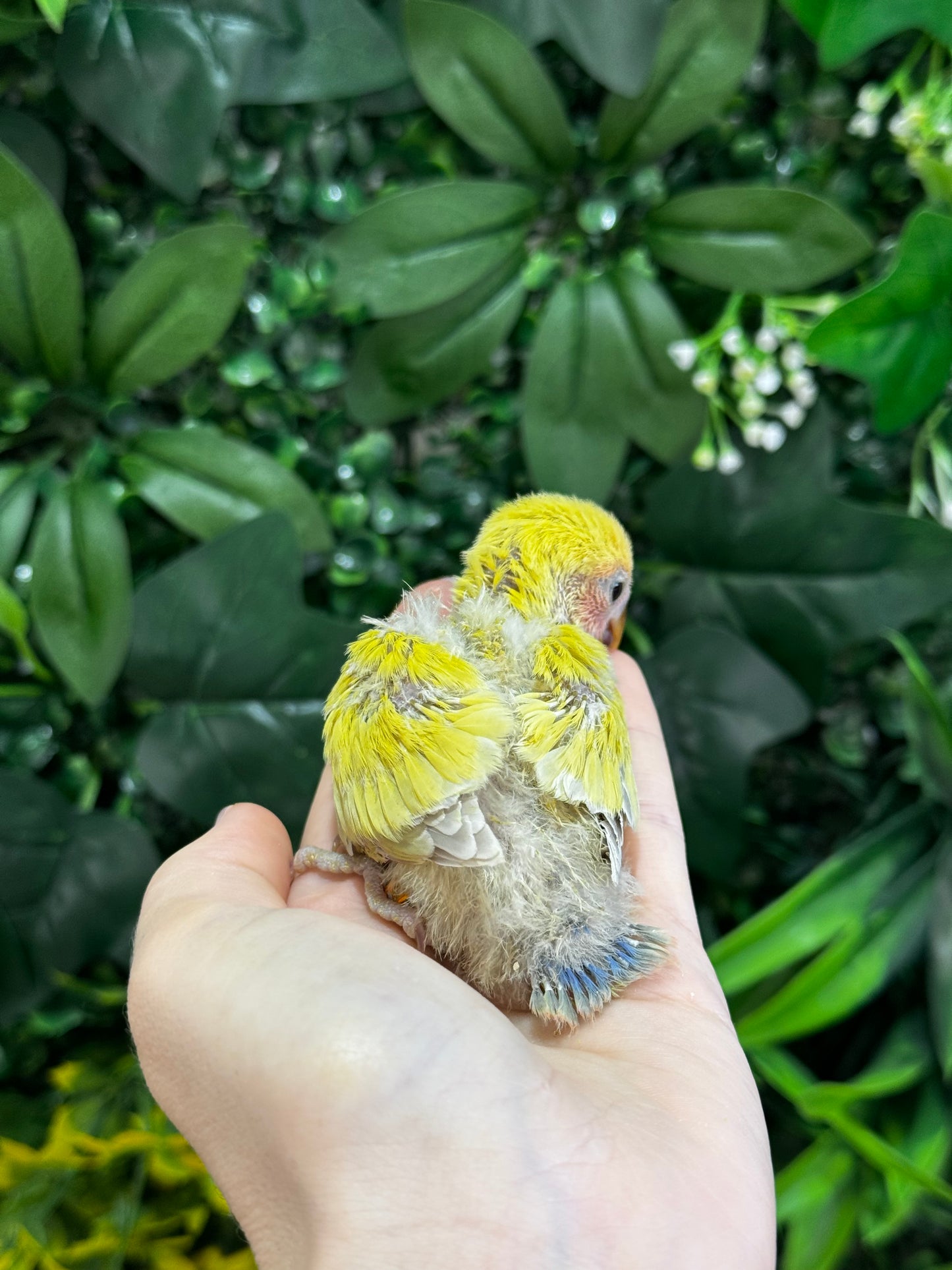 Lovebird ID: Orange A6521
