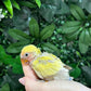Lovebird ID: Orange A6521