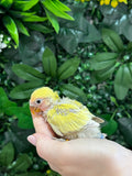 Lovebird ID: Orange A6521