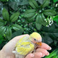 Lovebird ID: Orange A6521