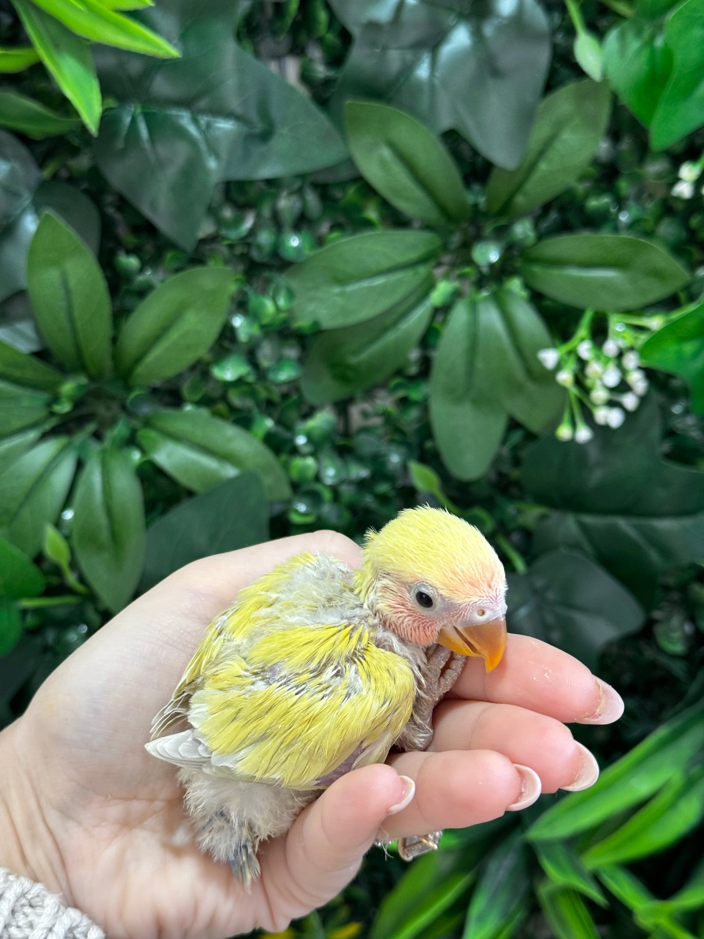 Lovebird ID: Orange A6521