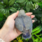 Lovebird ID: Green S7436
