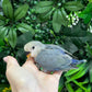 Lovebird ID: Green S7436