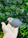 Lovebird ID: Green S7436