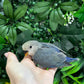 Lovebird ID: Green S7436