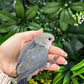 Lovebird ID: Green S7436