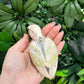 Lovebird ID: Purple S7451