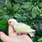 Lovebird ID: Purple S7451