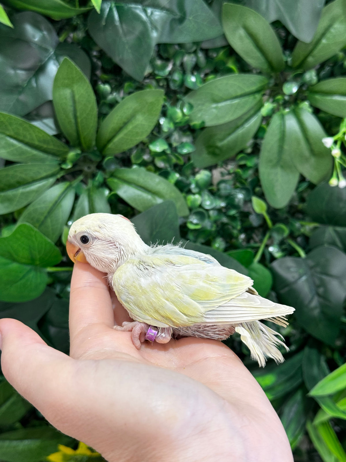 Lovebird ID: Purple S7451