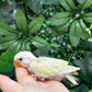 Lovebird ID: Purple S7451