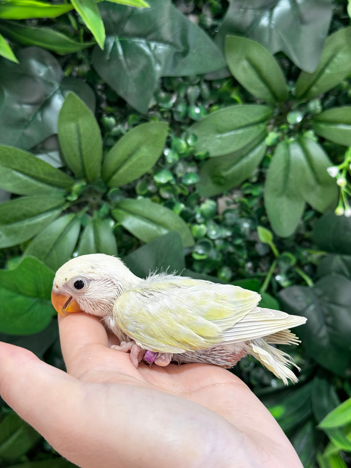 Lovebird ID: Purple S7451