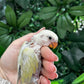 Lovebird ID: Purple S7451