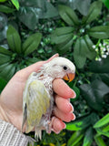 Lovebird ID: Purple S7451