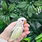 Lovebird ID: Purple S7451