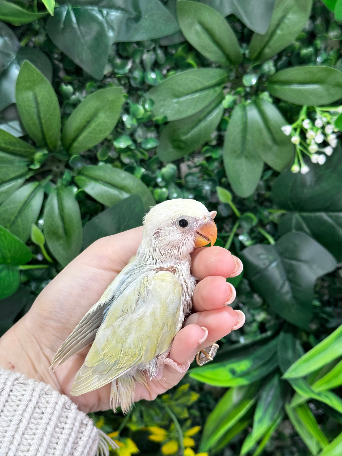 Lovebird ID: Purple S7451