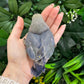 Lovebird ID: Red A6533