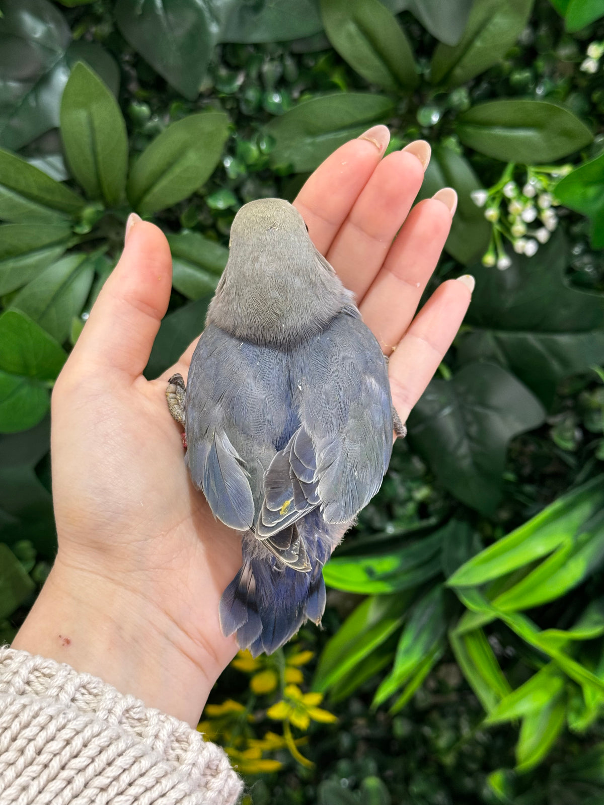 Lovebird ID: Red A6533