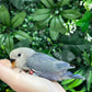 Lovebird ID: Red A6533