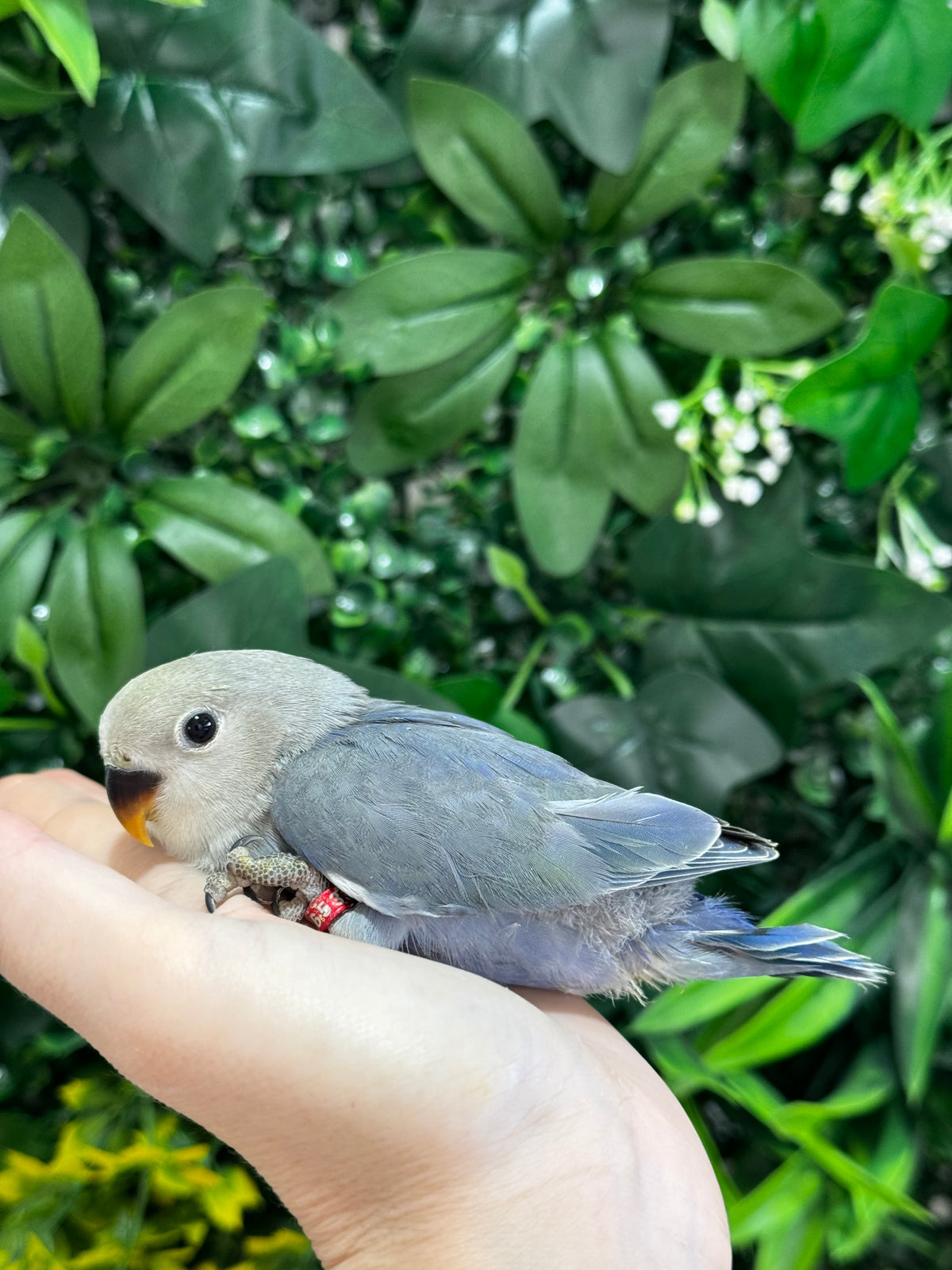 Lovebird ID: Red A6533