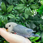 Lovebird ID: Red A6533