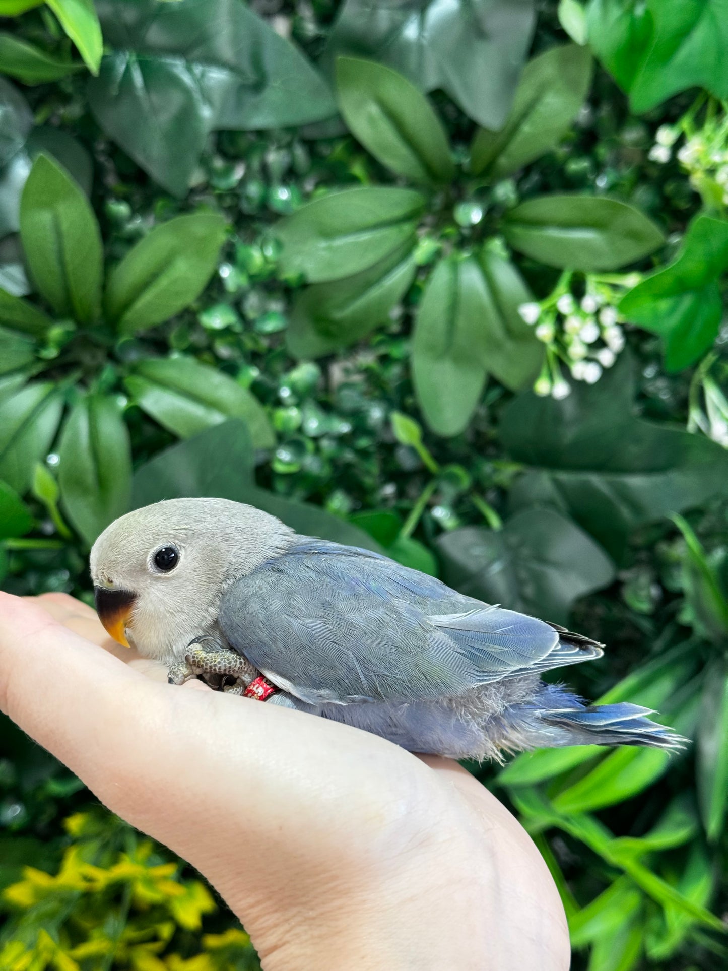 Lovebird ID: Red A6533