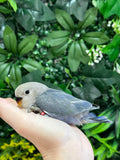Lovebird ID: Red A6533