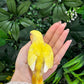 Lovebird ID: Orange A6543