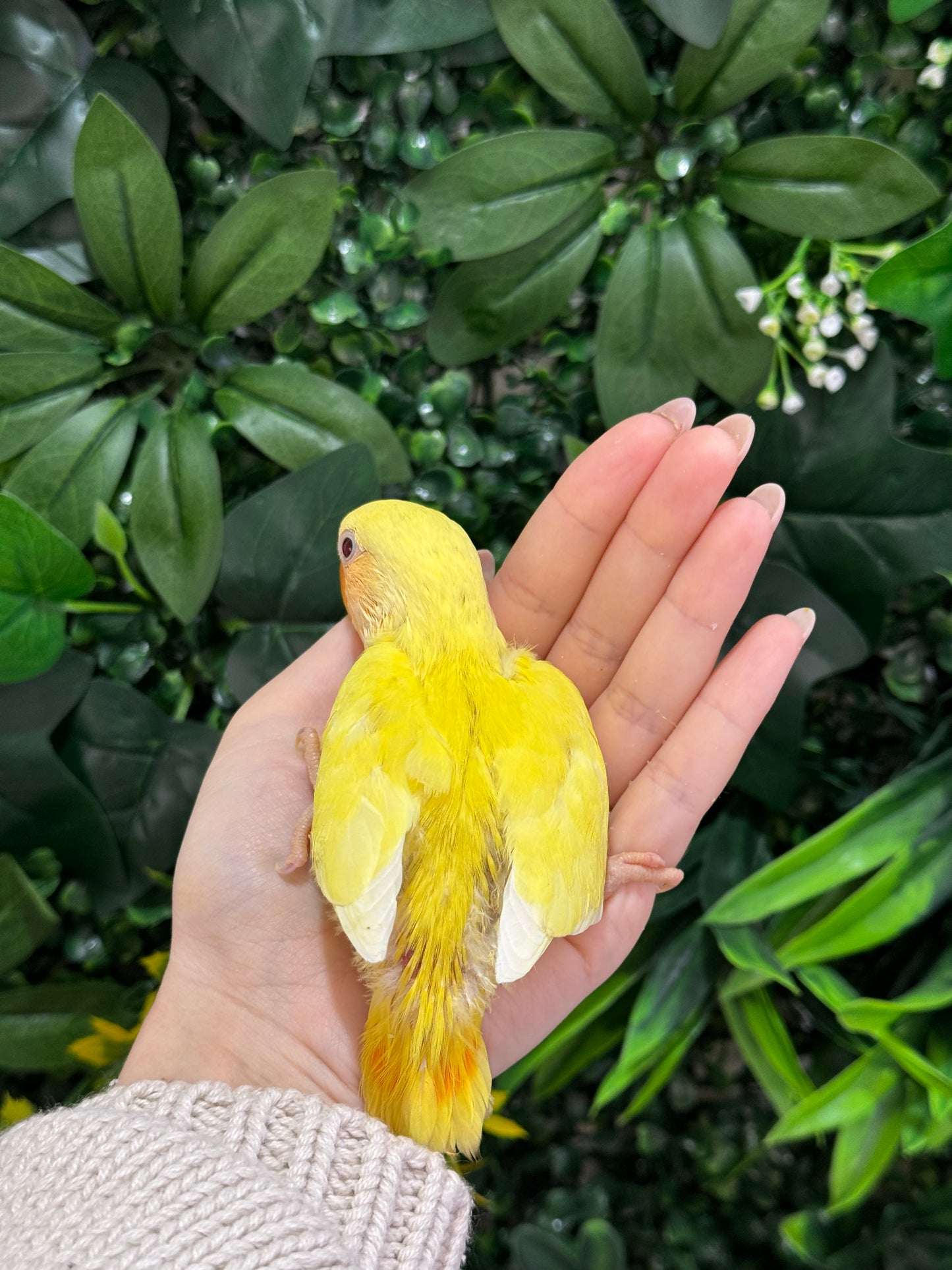 Lovebird ID: Orange A6543