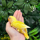 Lovebird ID: Orange A6543