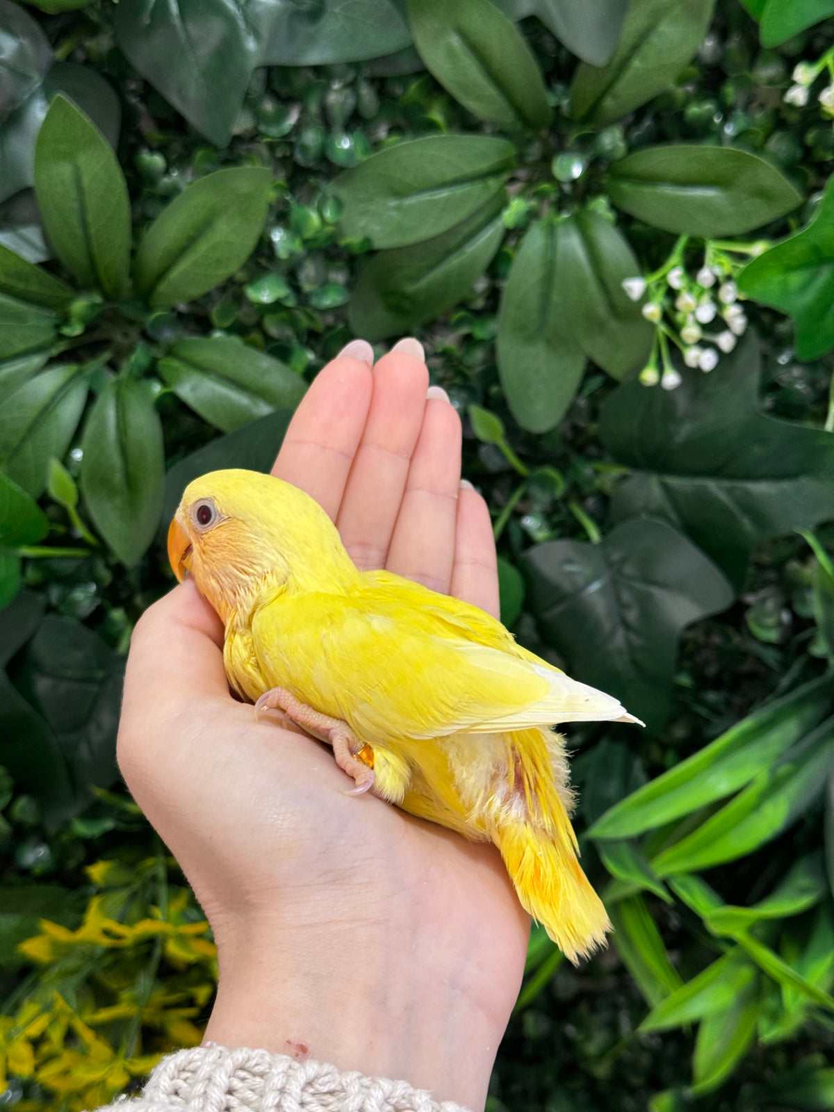 Lovebird ID: Orange A6543
