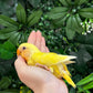 Lovebird ID: Orange A6543