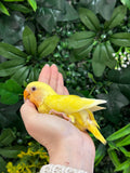 Lovebird ID: Orange A6543
