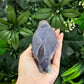 Lovebird ID: Green S7363