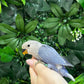 Lovebird ID: Green S7363