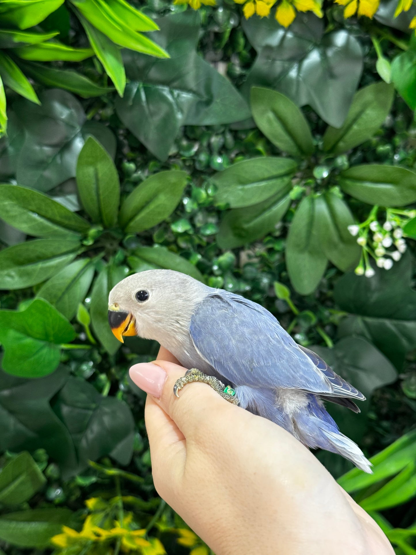 Lovebird ID: Green S7363