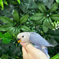 Lovebird ID: Green S7363