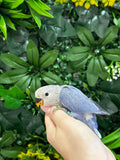 Lovebird ID: Green S7363