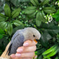 Lovebird ID: Green S7363