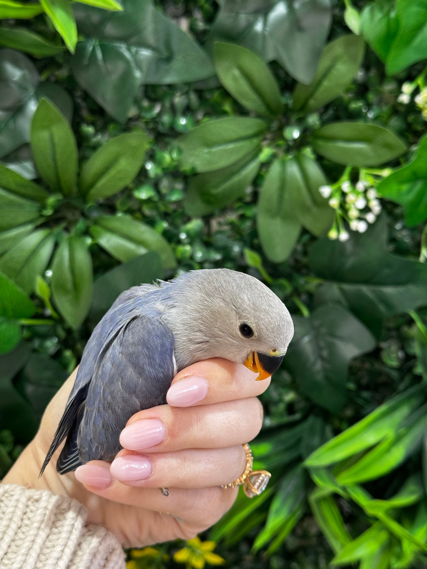 Lovebird ID: Green S7363
