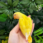 Lovebird ID: Orange S7189
