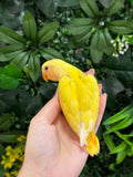 Lovebird ID: Orange S7189