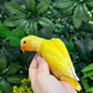 Lovebird ID: Orange S7189