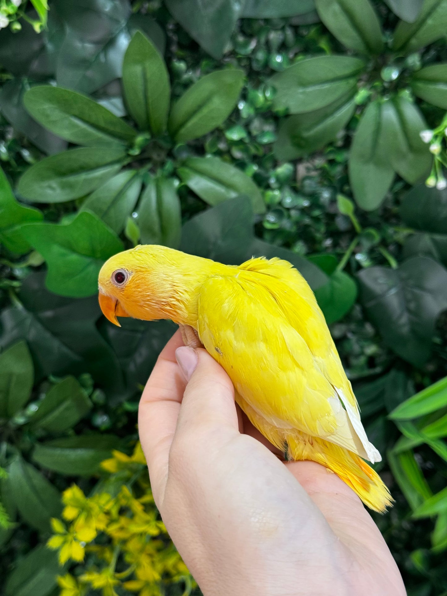 Lovebird ID: Orange S7189