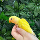 Lovebird ID: Orange S7189