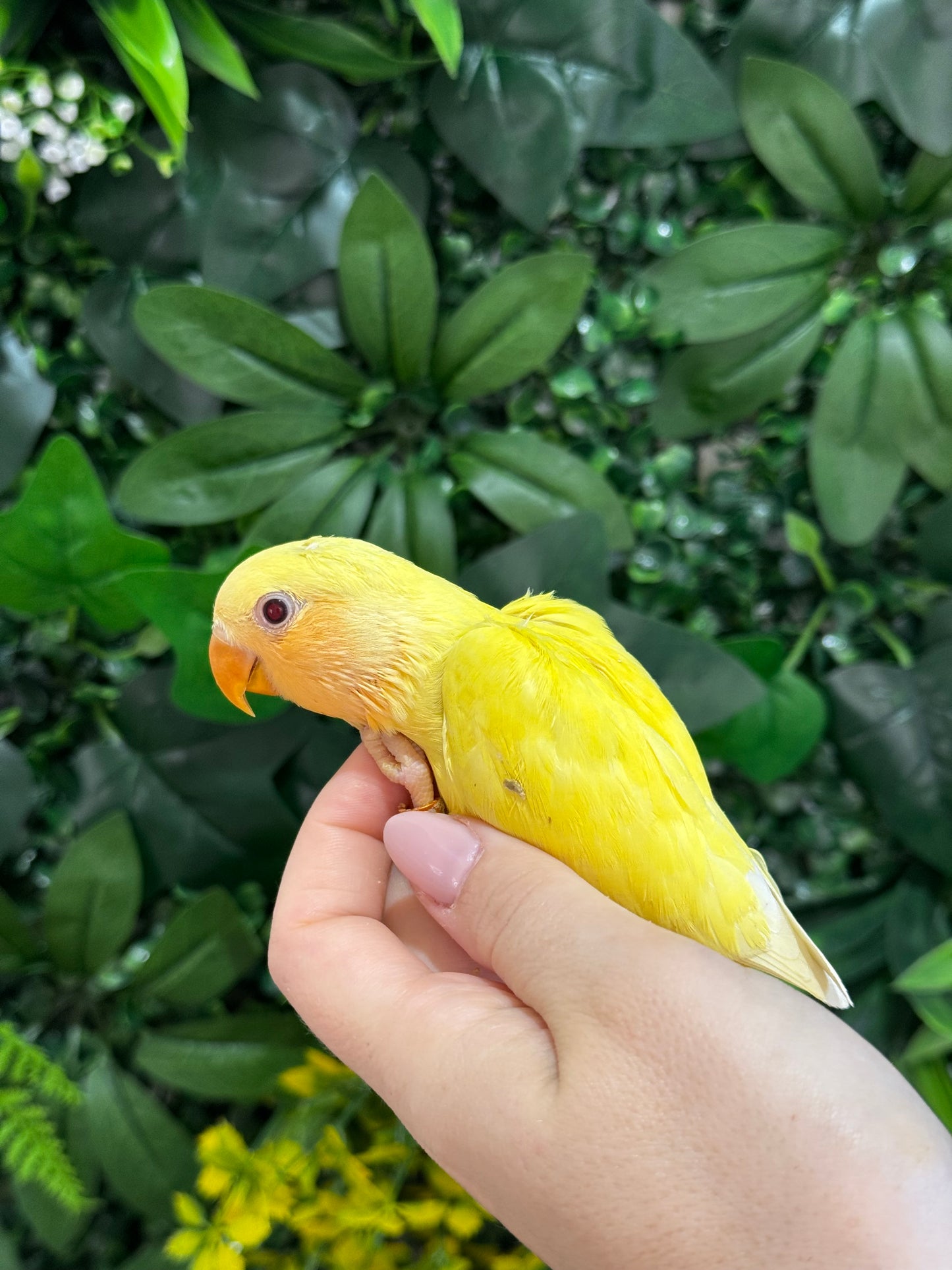 Lovebird ID: Orange S7189