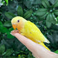 Lovebird ID: Orange S7189