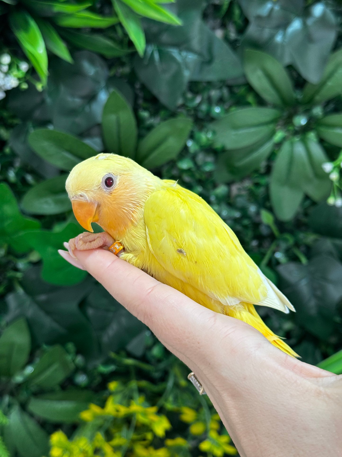 Lovebird ID: Orange S7189
