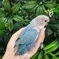 Lovebird ID: Orange A6537