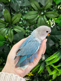 Lovebird ID: Orange A6537