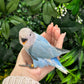 Lovebird ID: Orange A6537